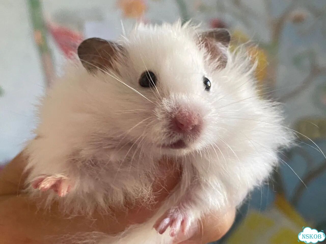 Хомяк сирийский ручной белоснежный фото 1