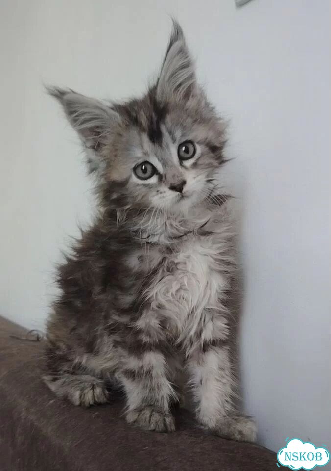 Мейн-кун котёнок фото 1