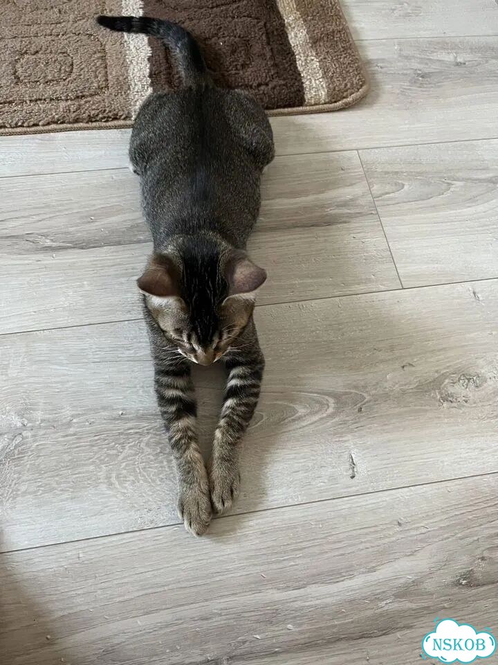 Бенгальский котёнок фото 3