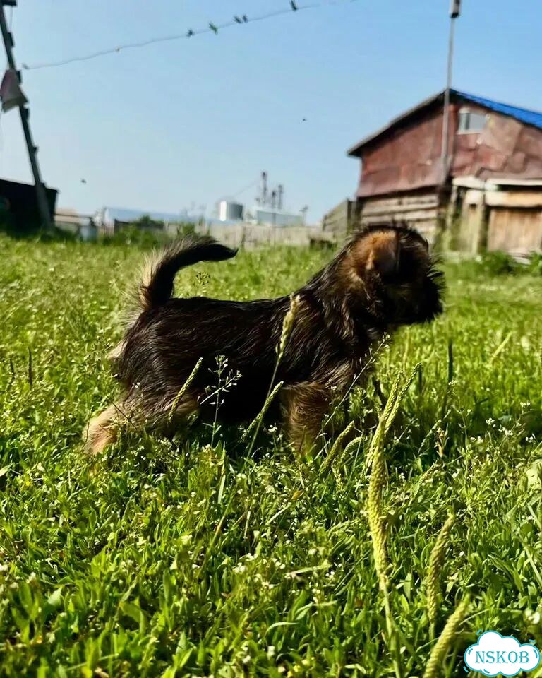 Брюссельский гриффон, щенок фото 3