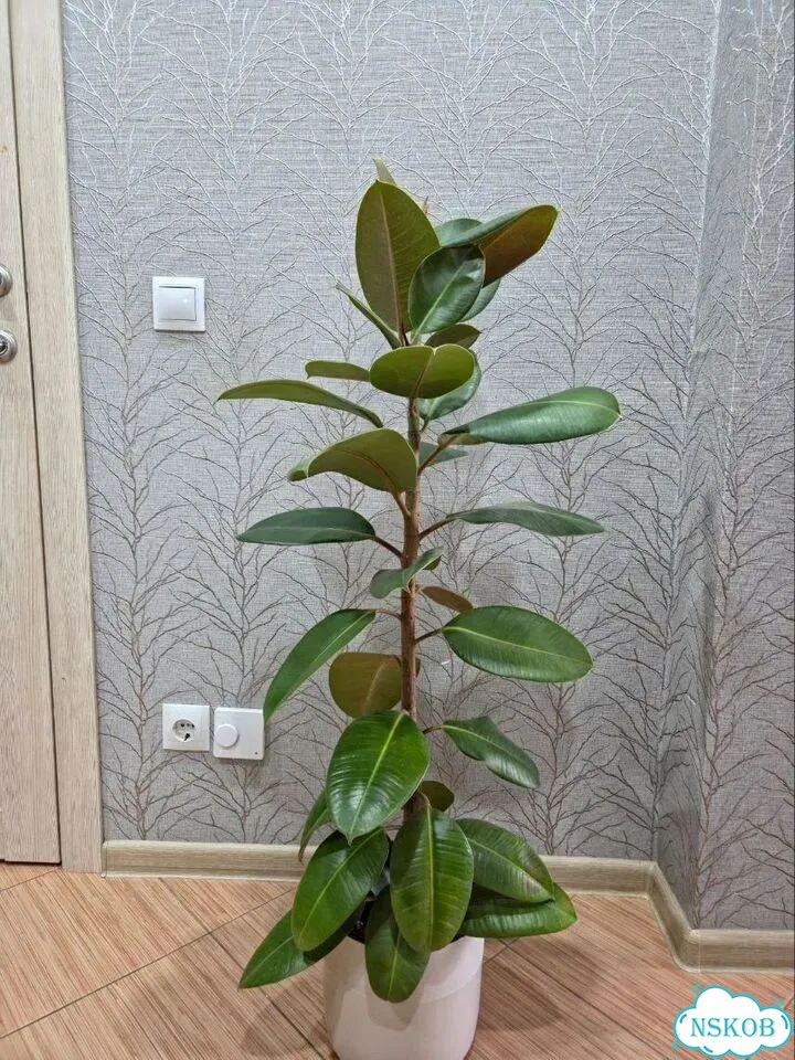 Фикус фото 1