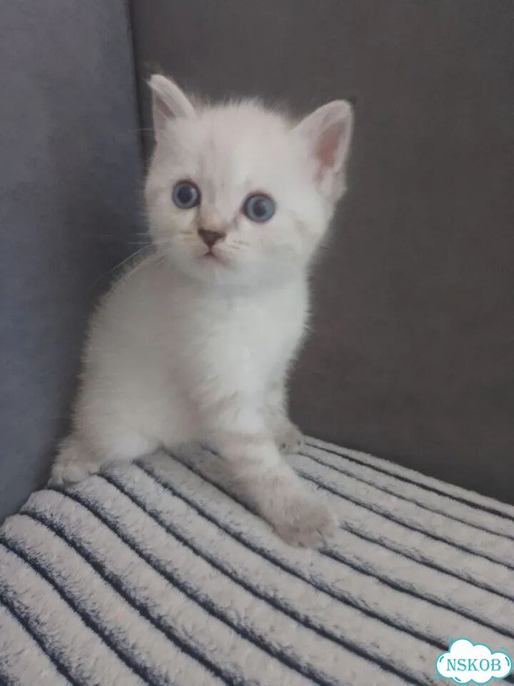 Шотландский вислоухий короткошёрстный котёнок фото 1