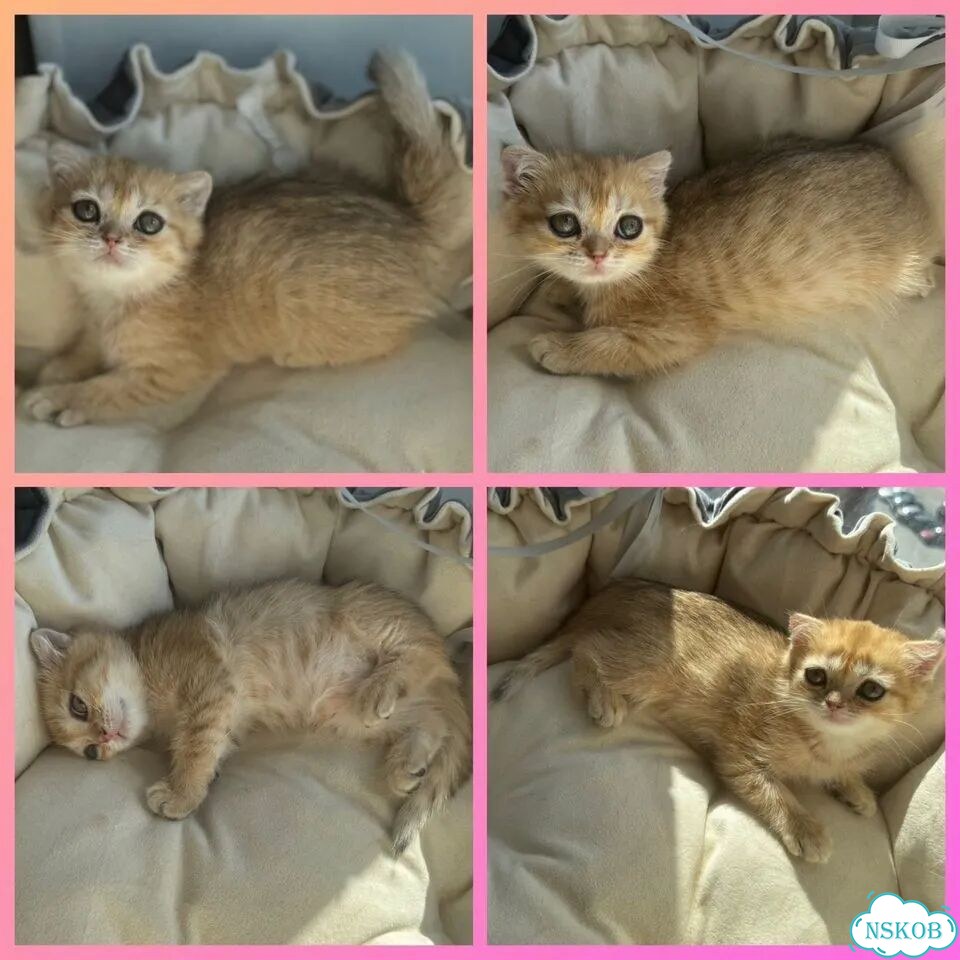 Шотландский вислоухий короткошёрстный котёнок фото 1