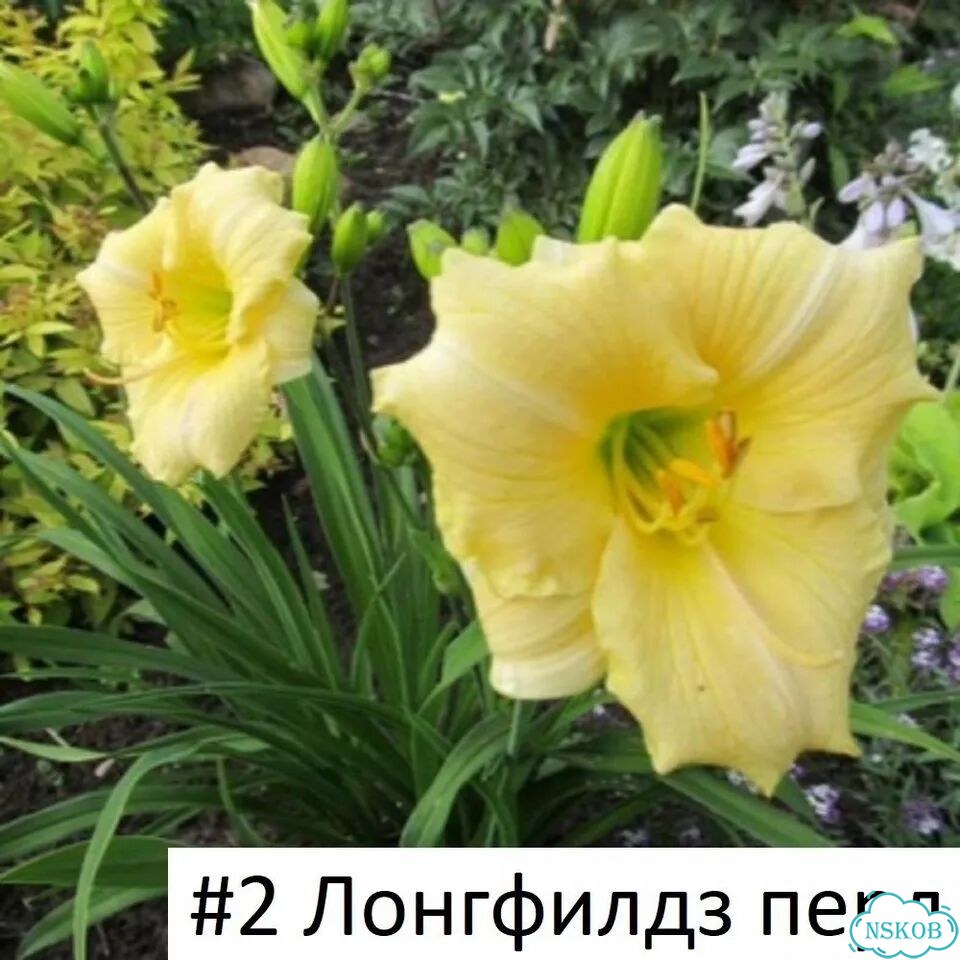 Лилейник бордюрный целым кустом фото 2