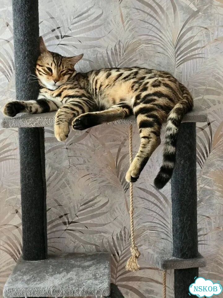Бенгальский котёнок фото 4