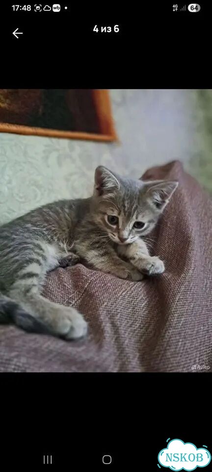 Котёнок в добрые руки фото 1