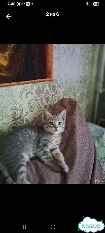 Котёнок в добрые руки фото 2