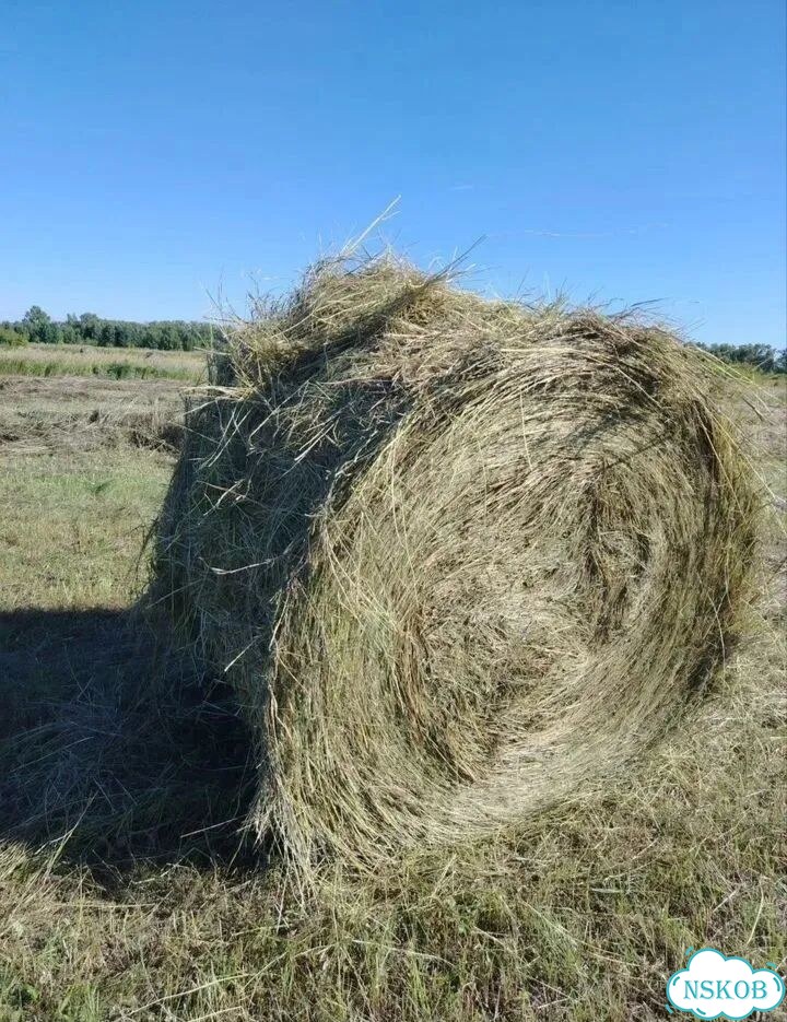 Сено в рулонах фото 1