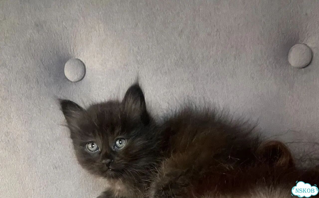 Котёнок в добрые руки фото 1
