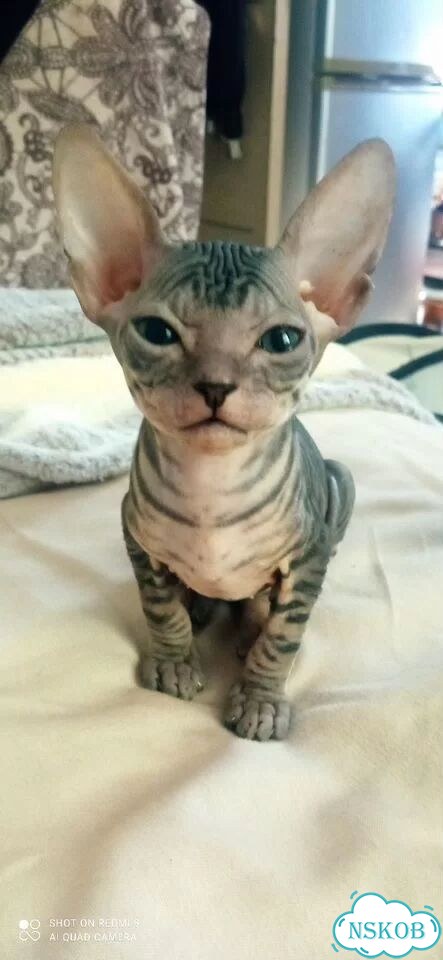 Донской сфинкс котёнок фото 1