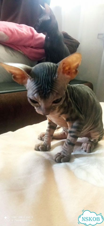 Донской сфинкс котёнок фото 3