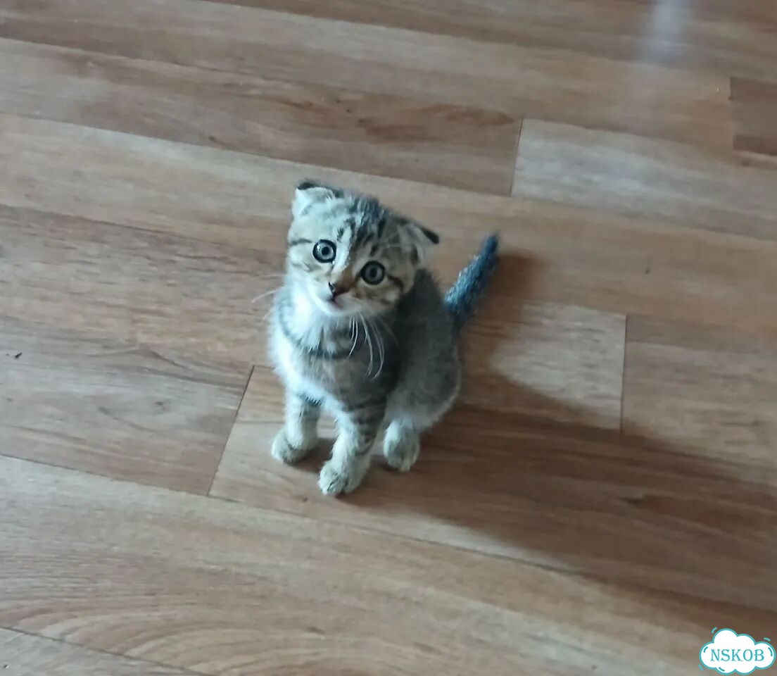 Шотландский вислоухий короткошёрстный котёнок фото 1