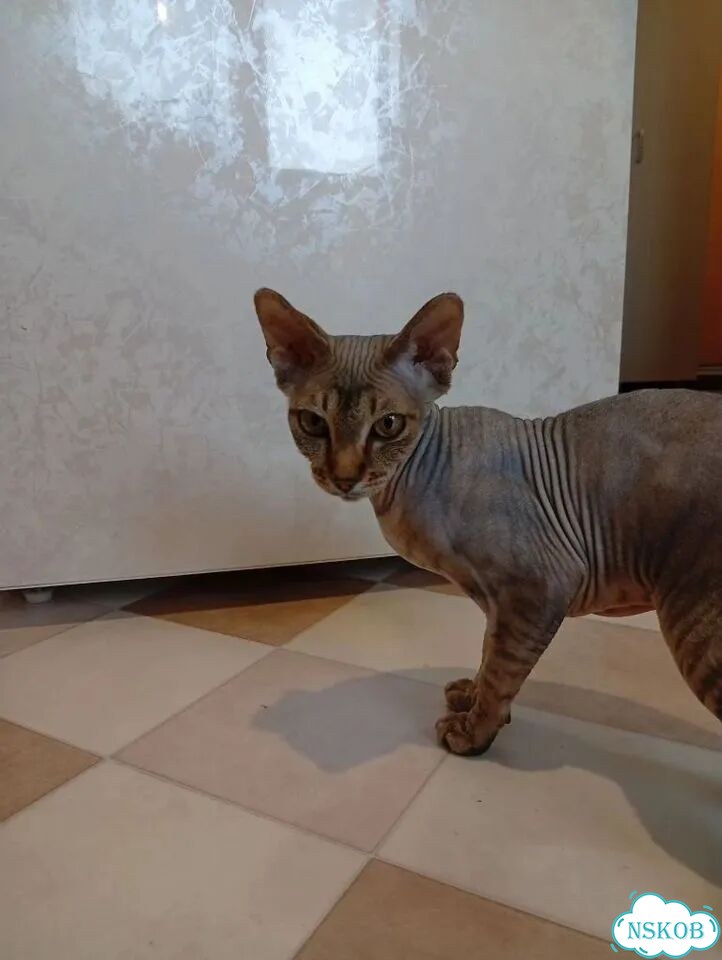 Канадский сфинкс, взрослая кошка фото 1