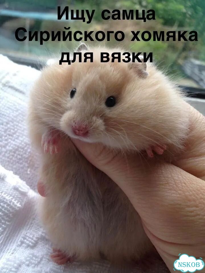 Сирийский хомяк вязка фото 1