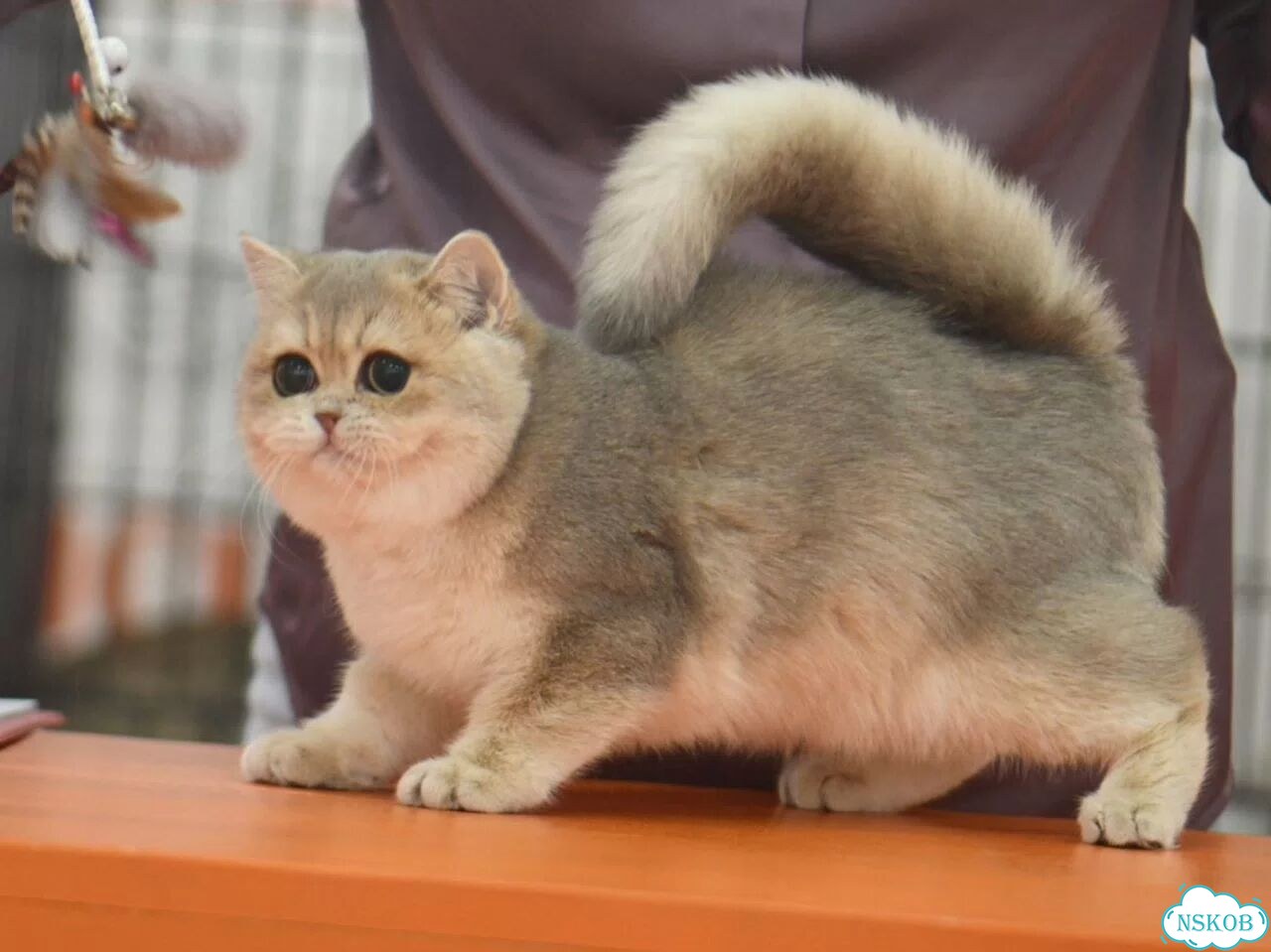 Британская короткошёрстная, взрослая кошка фото 1
