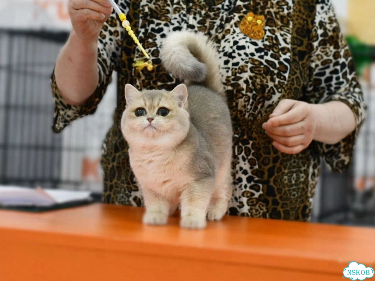 Британская короткошёрстная, взрослая кошка фото 2