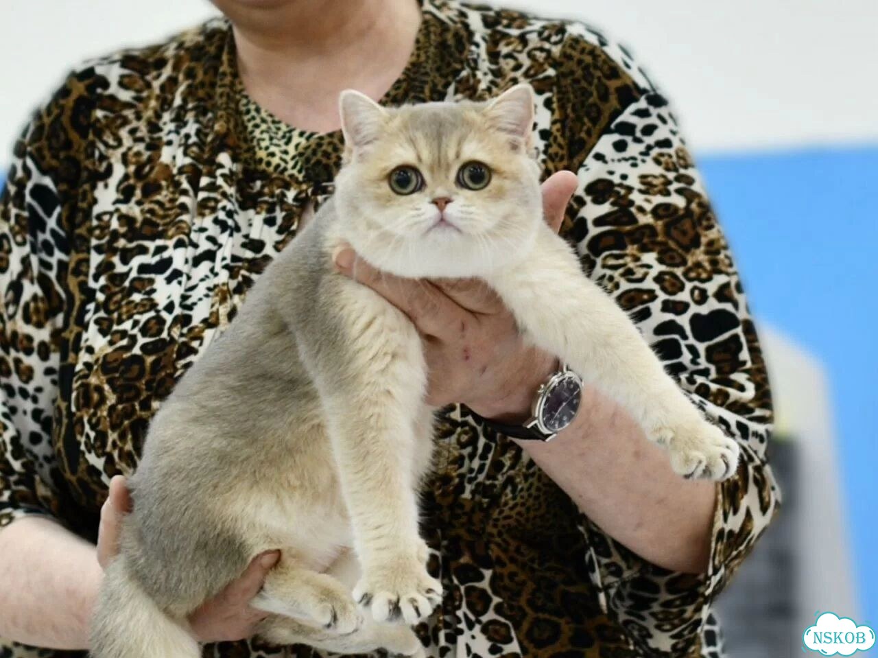 Британская короткошёрстная, взрослая кошка фото 3