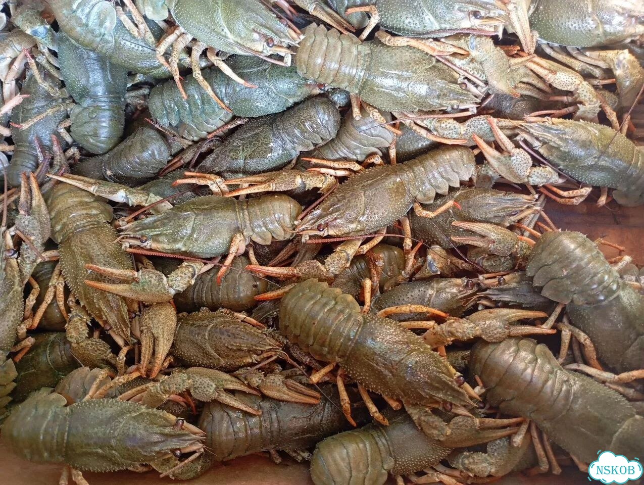 Продам живые раки фото 1