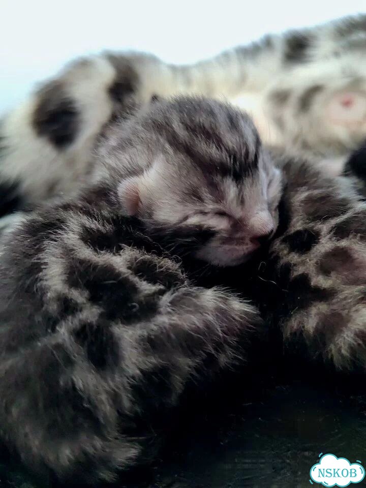 Бенгальский котёнок фото 1