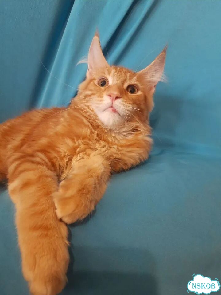 Мейн-кун котёнок фото 1