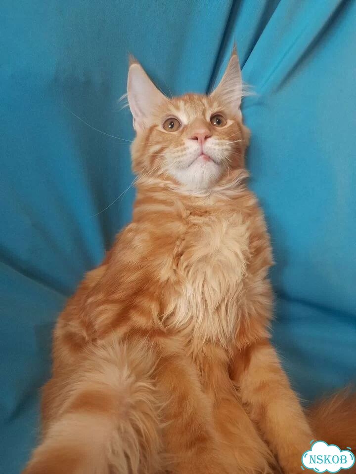 Мейн-кун котёнок фото 2