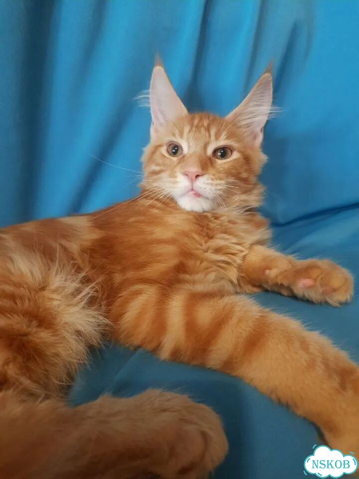 Мейн-кун котёнок фото 3