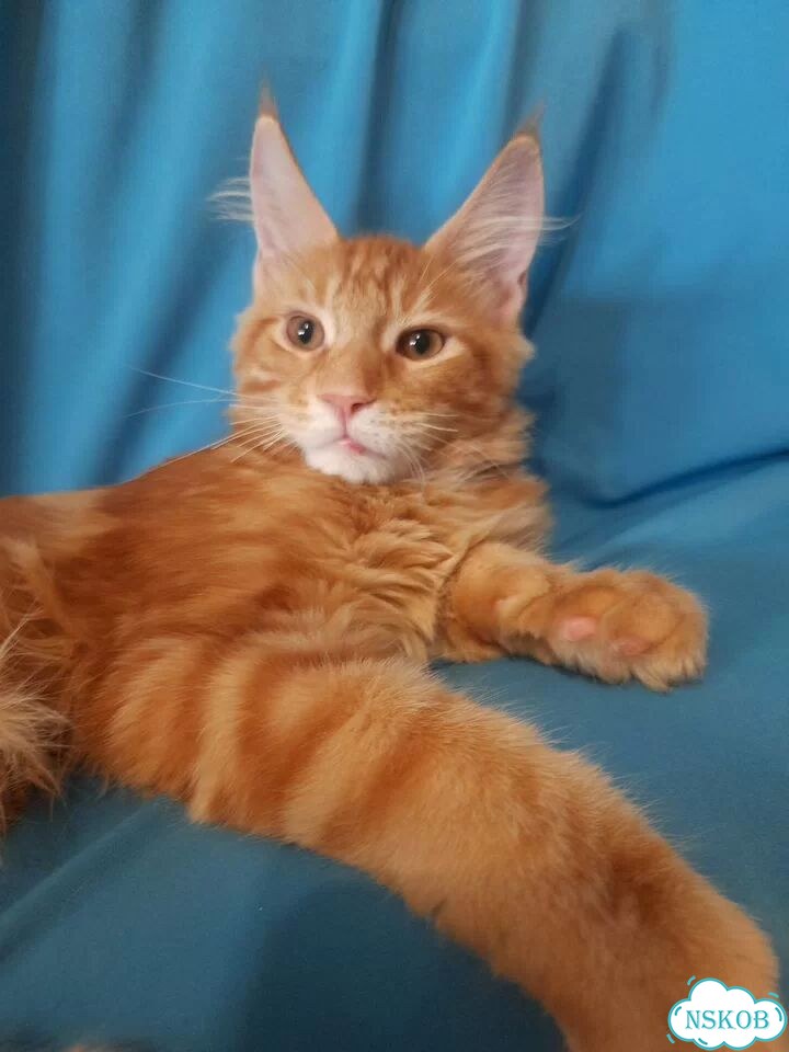 Мейн-кун котёнок фото 4