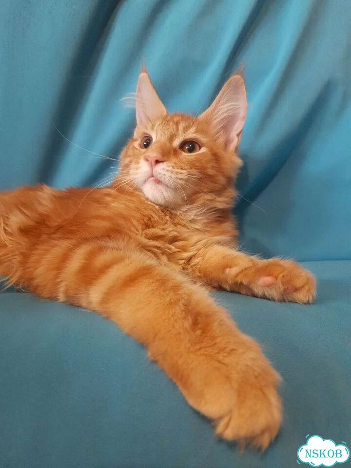 Мейн-кун котёнок фото 5