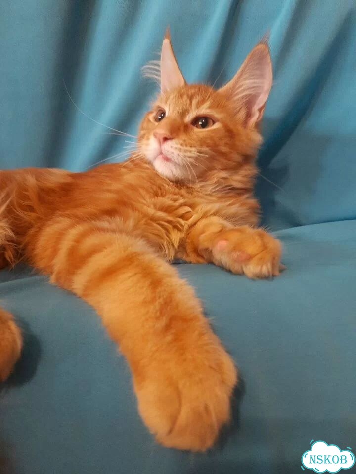 Мейн-кун котёнок фото 6