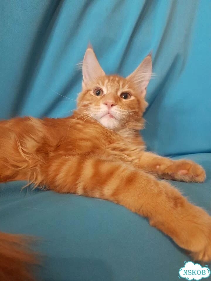 Мейн-кун котёнок фото 7