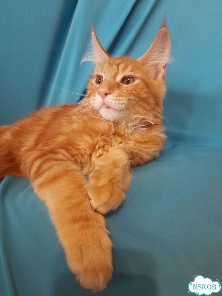 Мейн-кун котёнок фото 8