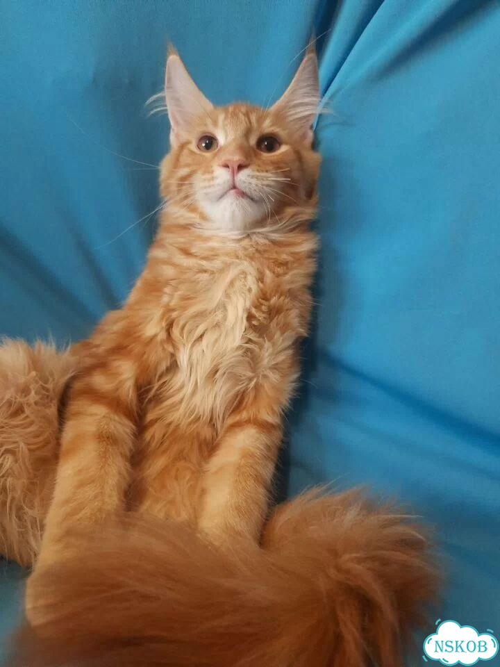Мейн-кун котёнок фото 9
