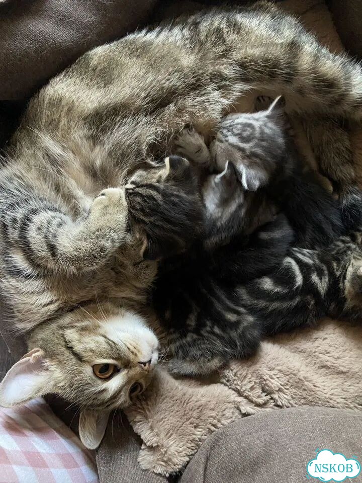 Шотландский прямоухий короткошёрстный котёнок фото 1