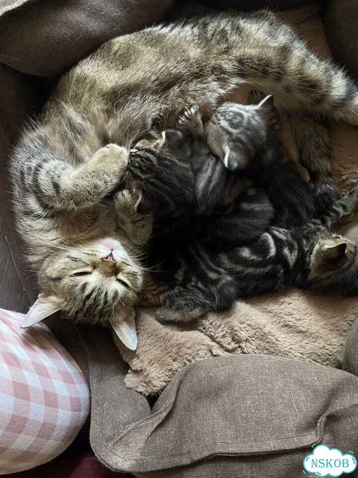 Шотландский прямоухий короткошёрстный котёнок фото 2