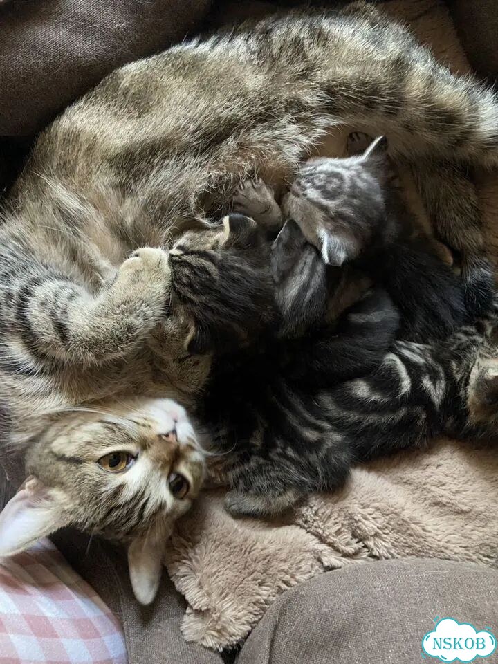 Шотландский прямоухий короткошёрстный котёнок фото 3