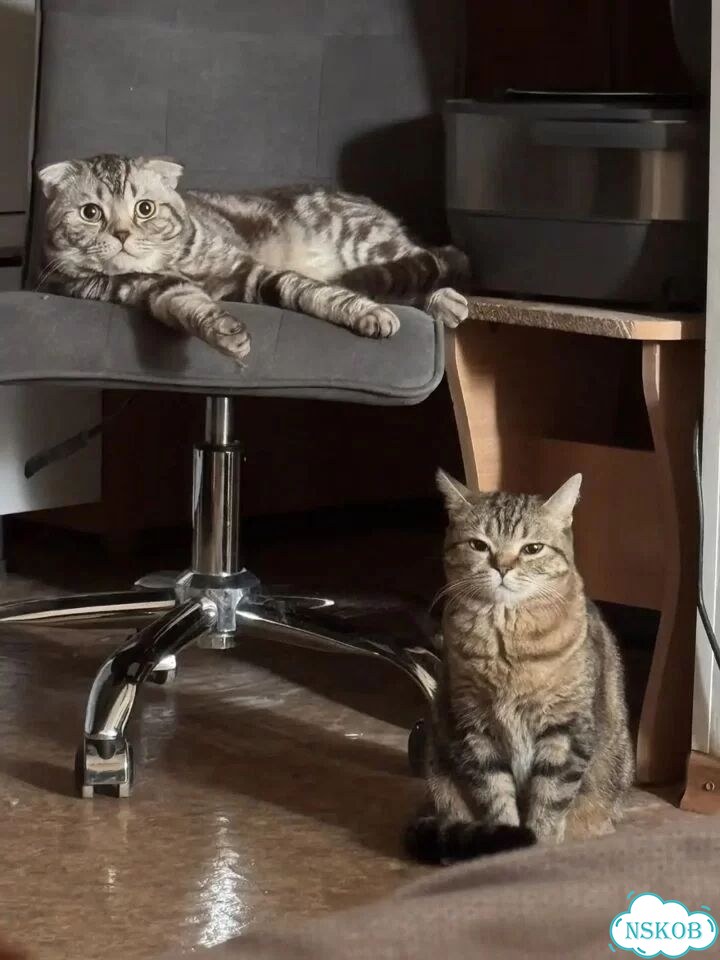 Шотландский прямоухий короткошёрстный котёнок фото 4
