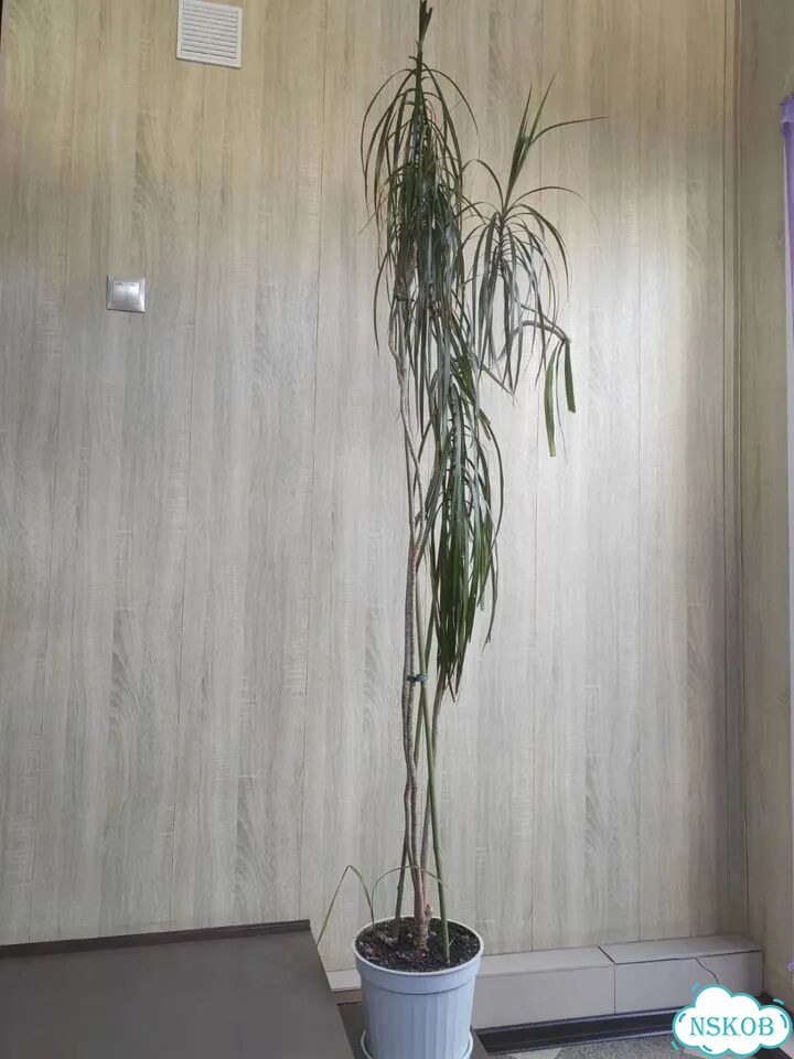Драцена фото 1