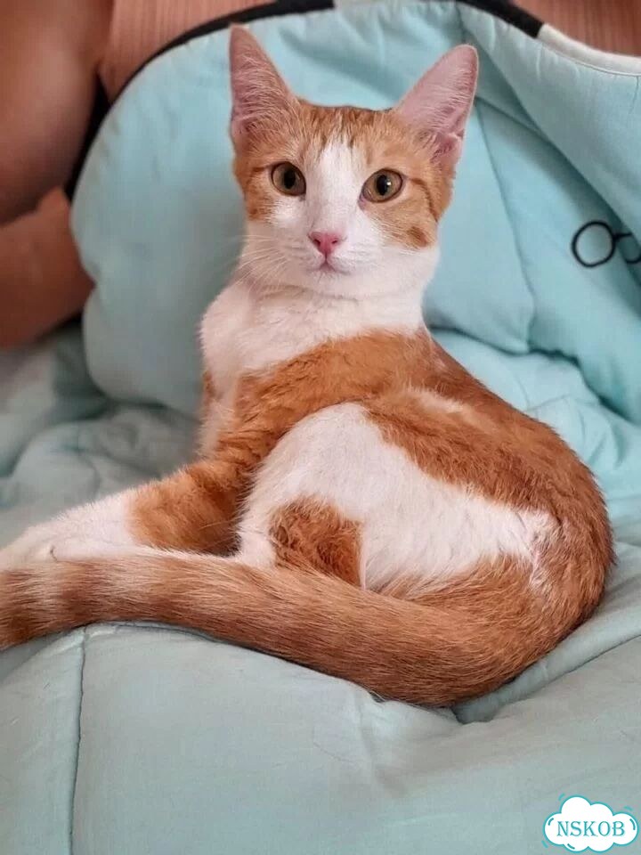 Котёнок в добрые руки фото 1