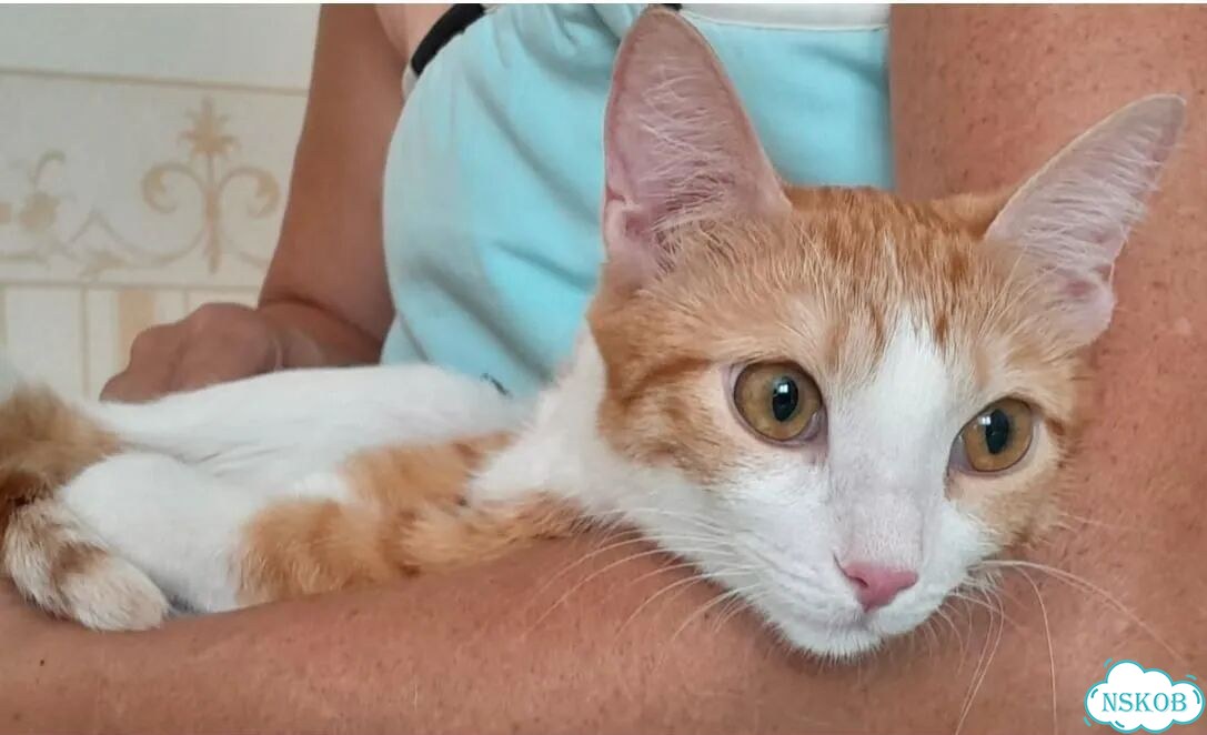 Котёнок в добрые руки фото 2