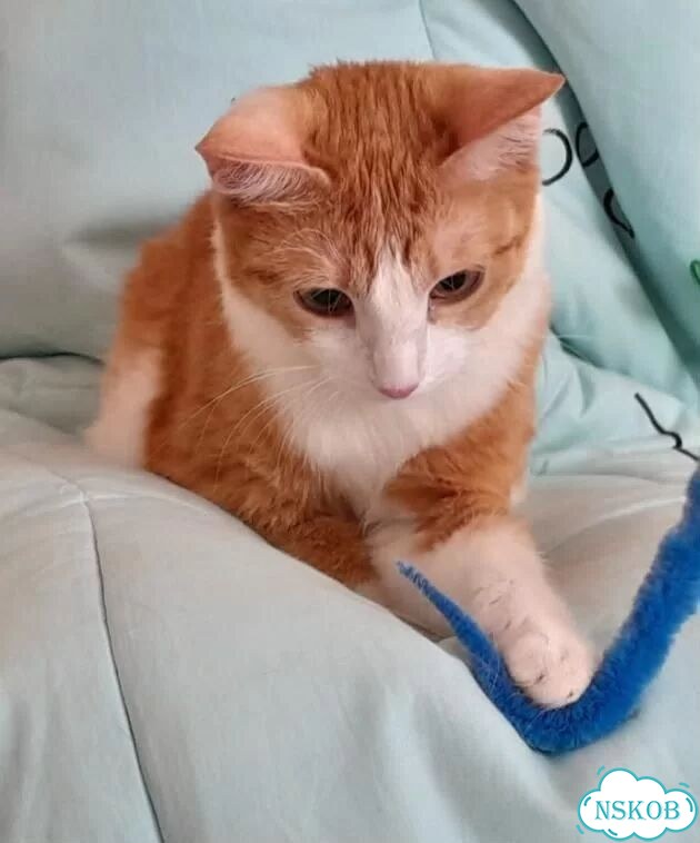 Котёнок в добрые руки фото 3