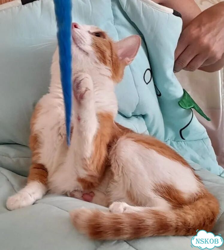Котёнок в добрые руки фото 4