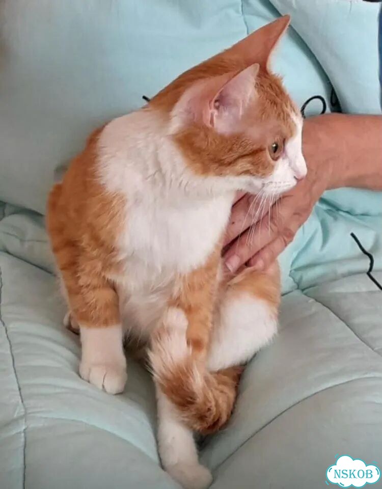 Котёнок в добрые руки фото 5