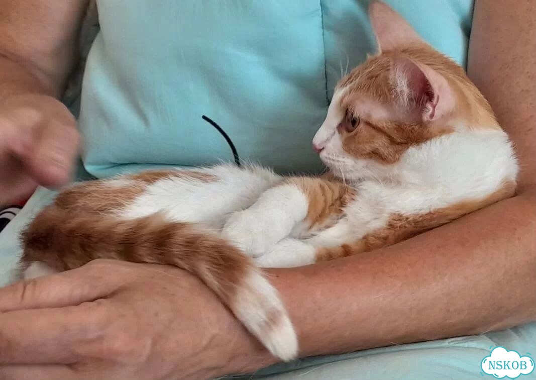 Котёнок в добрые руки фото 6
