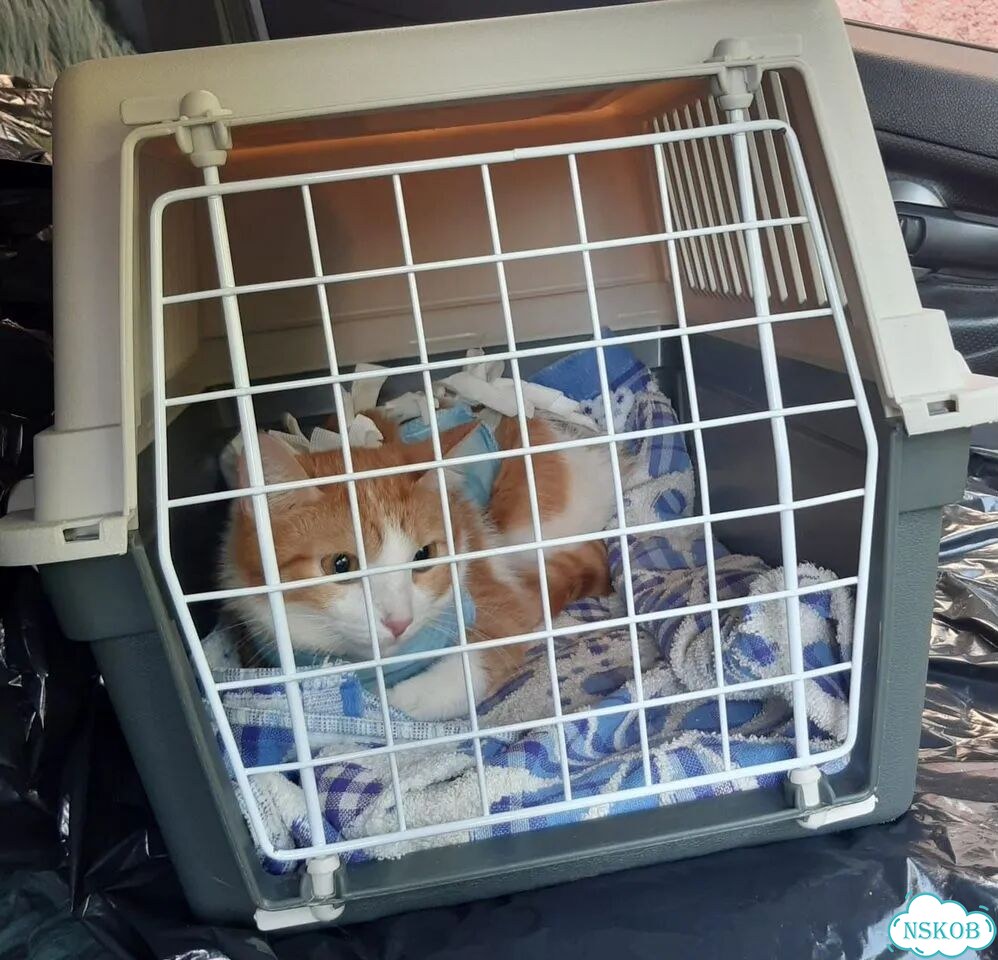 Котёнок в добрые руки фото 7