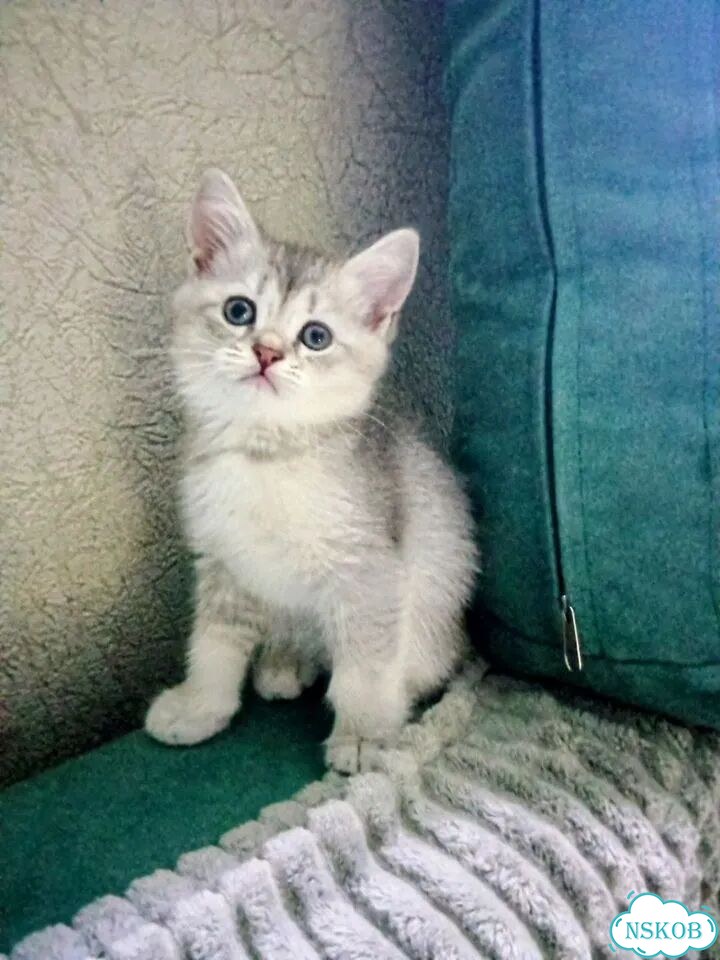Британский короткошёрстный котёнок фото 1