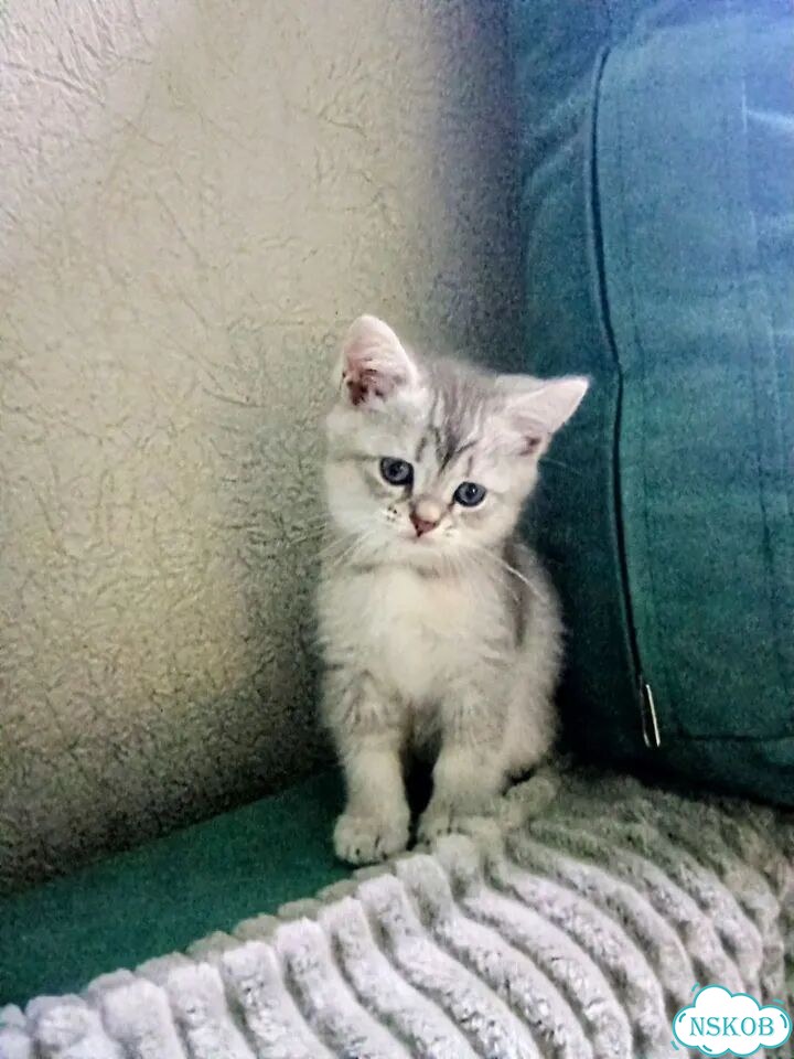 Британский короткошёрстный котёнок фото 2