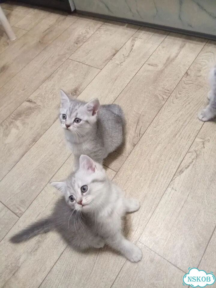 Британский короткошёрстный котёнок фото 3