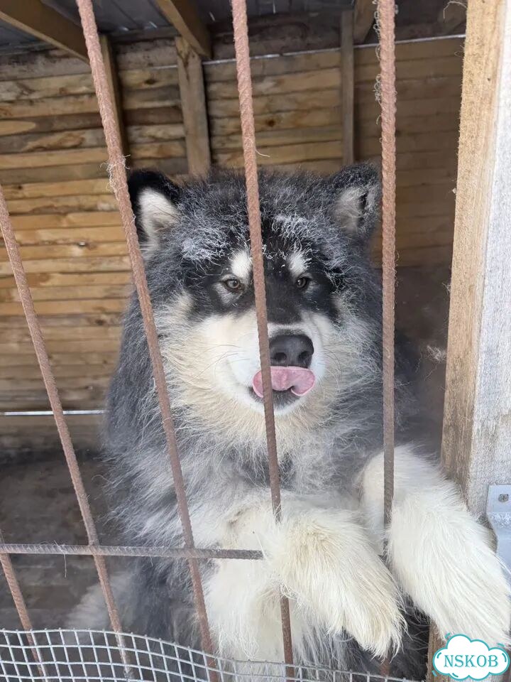 Аляскинский маламут, вязка фото 3