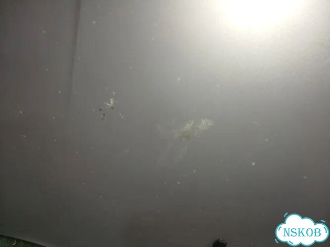 Капот Jeep Grand Cherokee EXL WH фото 7
