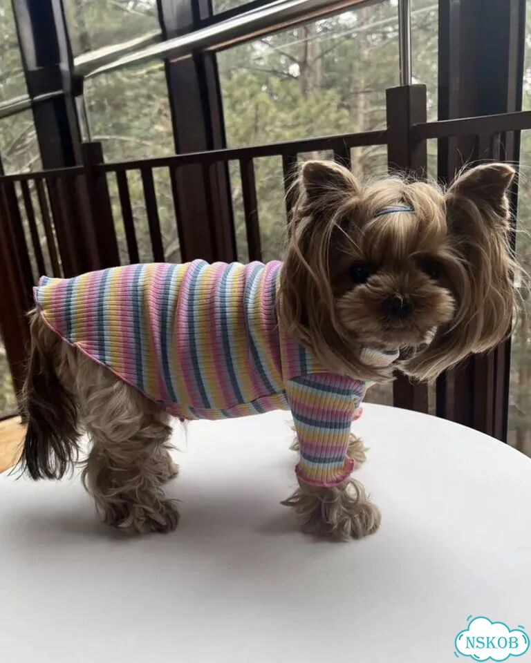 Вещи для маленьких собак 20 см фото 4